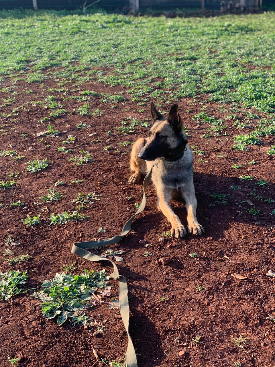 Training